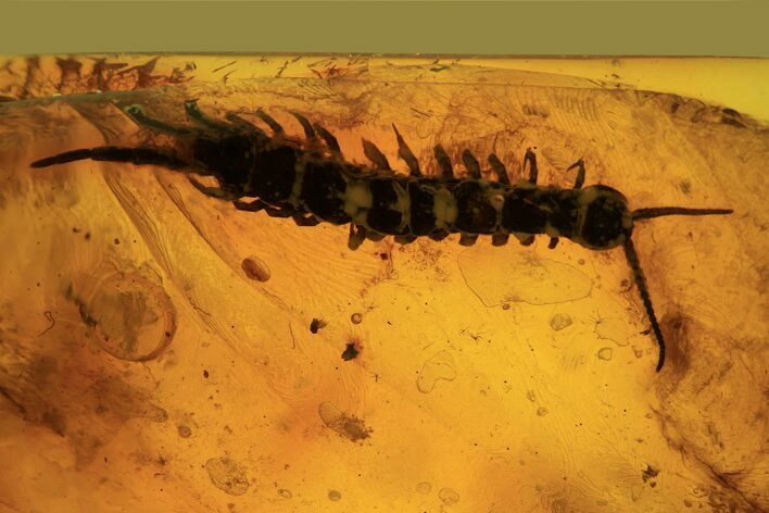 Detailed Fossil Centipede (Chilopoda) In Baltic Amber - Rare! #87112